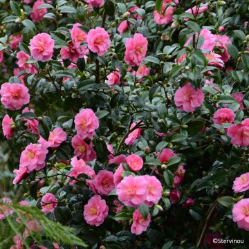 Camellia reticulata × saluenensis 'Inspiration' - Camélia hybride Inspiration