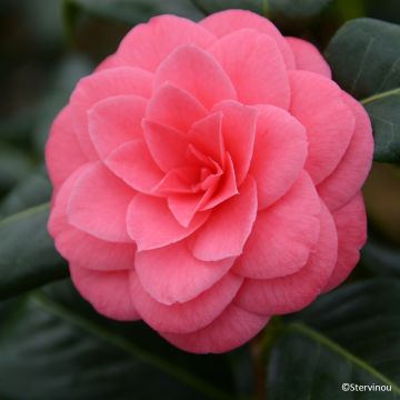 Camellia japonica 'Tada Meibi' - Camélia du Japon Tada Meibi