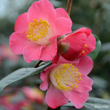 Camellia japonica 'Ville du Havre' - Camélia du Japon Ville du Havre