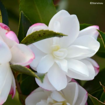 Camellia sasanqua 'Blush' - Camélia champêtre Blush, Camélia fleur de thé Blush