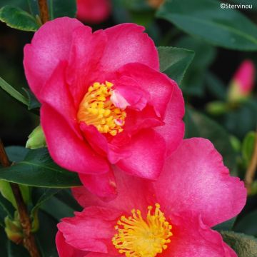 Camellia sasanqua x vernalis 'Hiryu' - Camélia d'automne Hiryu, Camélia Flying Dragon