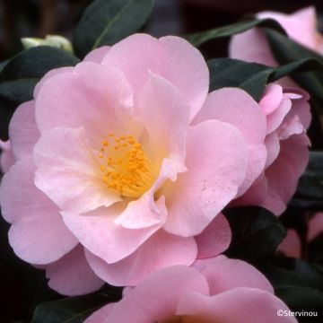 Camellia pitardii var. pitardii × japonica 'Nicky Crisp' - Camélia hybride Nicky Crisp