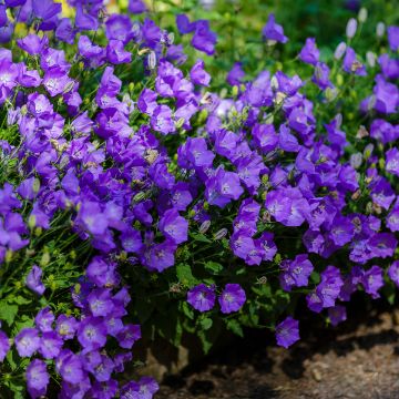 Campanula carpatica Mini Marvels Midnight - Tussock bellflower