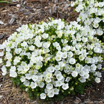 Campanula carpatica Mini Marvels Starbright