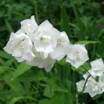 Campanula persicifolia La Bonne Amie - Peach-leaved bellflower