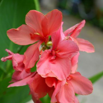 Canna indica Pink Beauty - Indian shot Canna indica Pink Beauty - Indian shot