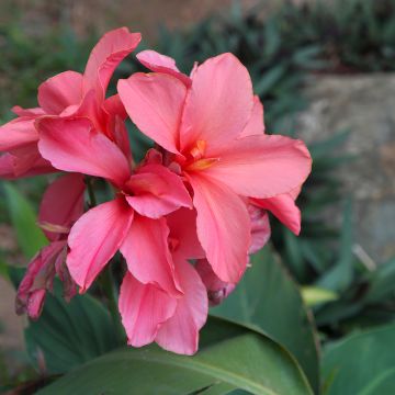 Canna indica Empire - Indian shot Canna indica Empire - Indian shot