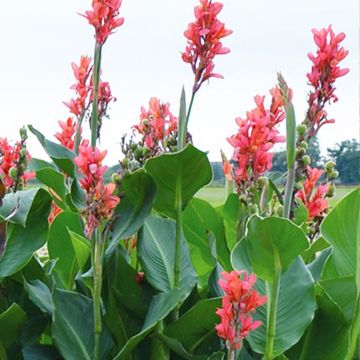Canna Eden - Giant Indian shot