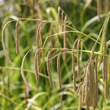 Carex pendula - Laîche pendante Carex pendula - Laîche pendante