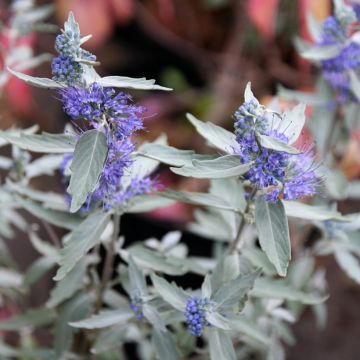 Caryopteris clandonensis Sterling silver - Bluebeard