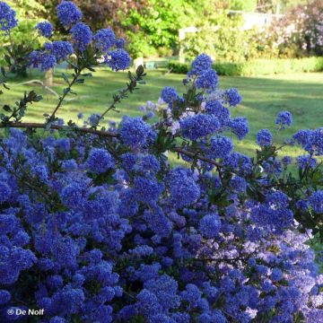 Ceanothus Blue Sapphire
