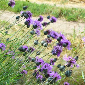 Centaurea scabiosa 
