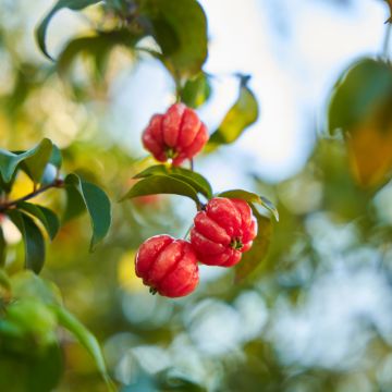 Eugenia uniflora - Cayenne cherry, Surinam cherry