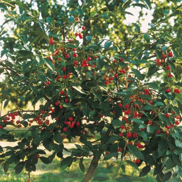 Prunus avium Griotella - Cherry Tree