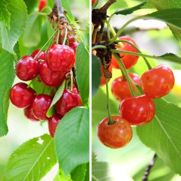 Two-in-one cherry tree - Prunus cerasus Bigarreau Burlat and Napoléon 