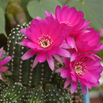 x Chamaelobivia Paolinae - Cactus