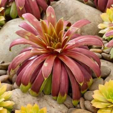 Sempervivum Chick Charm Giants Gold Mine - Houseleek