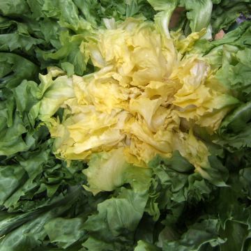 Escarole Géante Maraîchère - Cichorium endivia var. latifolium