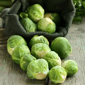 Brussels sprout Groninger organic seeds - Brassica oleracea