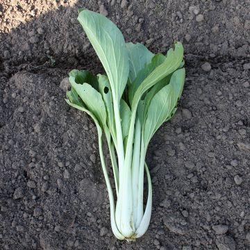 Taï Saï Rosette pak choi - Brassica rapa var. rosularis