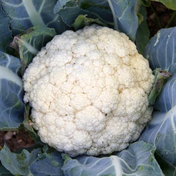Cauliflower Flora Blanca - Brassica oleracea