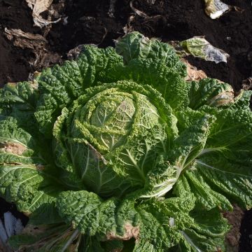 Brussels sprout Groninger organic seeds - Brassica oleracea