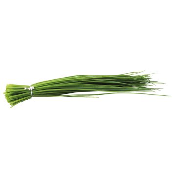 Chive plants - Allium schoenoprasum