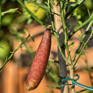 Finger Lime Caviar Rose (pink) - Microcitrus australasica