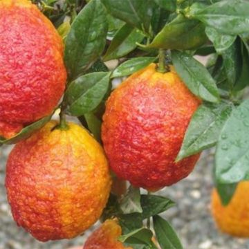 Citrus medica Pigmentata - Cédrat hybride Citrus medica Pigmentata - Cédrat hybride