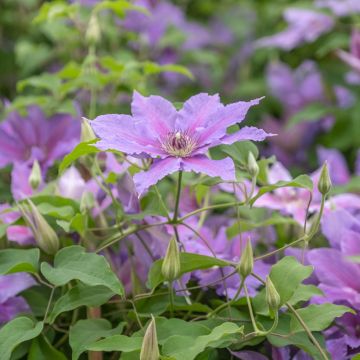 Clematis Tumaini 