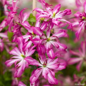 Clematis x viticella Glorious Surprise 