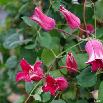 Clematis texensis Notre-Dame de Paris -  - Scarlet Leather Flower