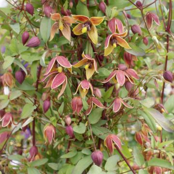 Clematis My Angel - Golden Clematis Clematis My Angel - Golden Clematis