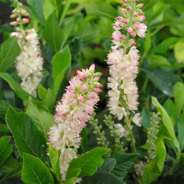 Clethra alnifolia Rosea - Cléthra à feuilles d'aulne Rosea