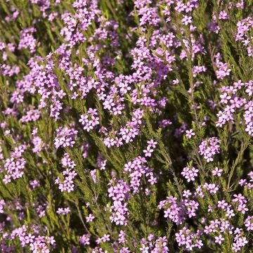 Coleonema pulchrum