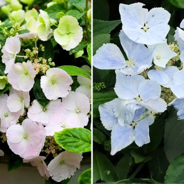 Collection of 2 interspecific hydrangea collection
