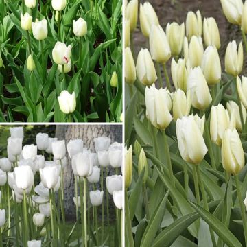 Collection of 2 Months of White Tulips