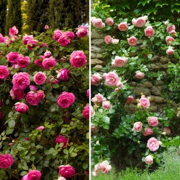 Collection of 2 Pink Climbing Roses 
