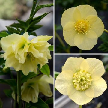 Collection of 3 Oriental yellow hellebores