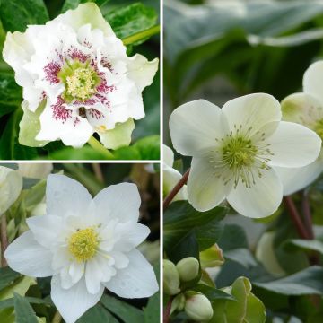 Neck 3 White Hellebores
