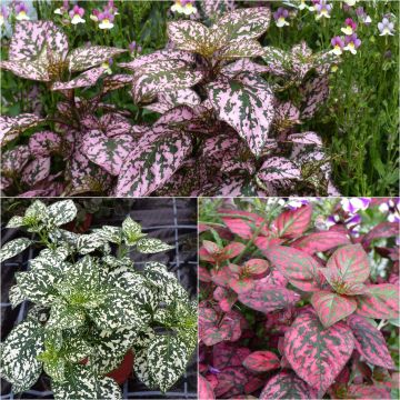 Collection of three Hippoestes Hippo plants - Polka Dot Plant