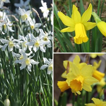 Collection of 30 Early Daffodils