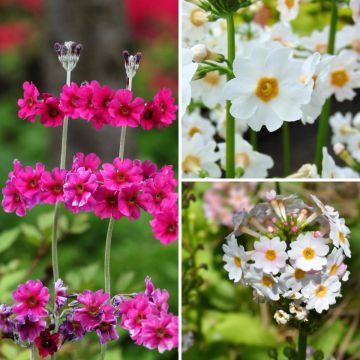 6 Candelabra Primroses