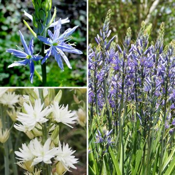 Camassia Collection