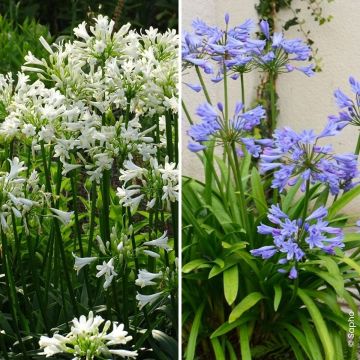 A Duo of Agapanthus Pitchoune 