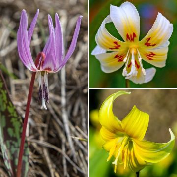 Erythronium Collection