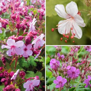 Selection of Geranium macrorrhizum - Dry Shade Collection