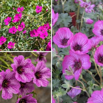 Rockery Geraniums Collection