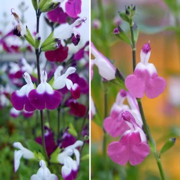 Shrubby Salvia Lips Collection