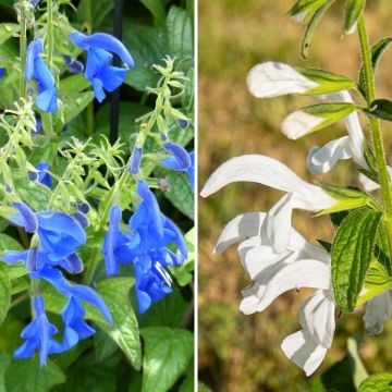 Collection of exotic white and blue salvias